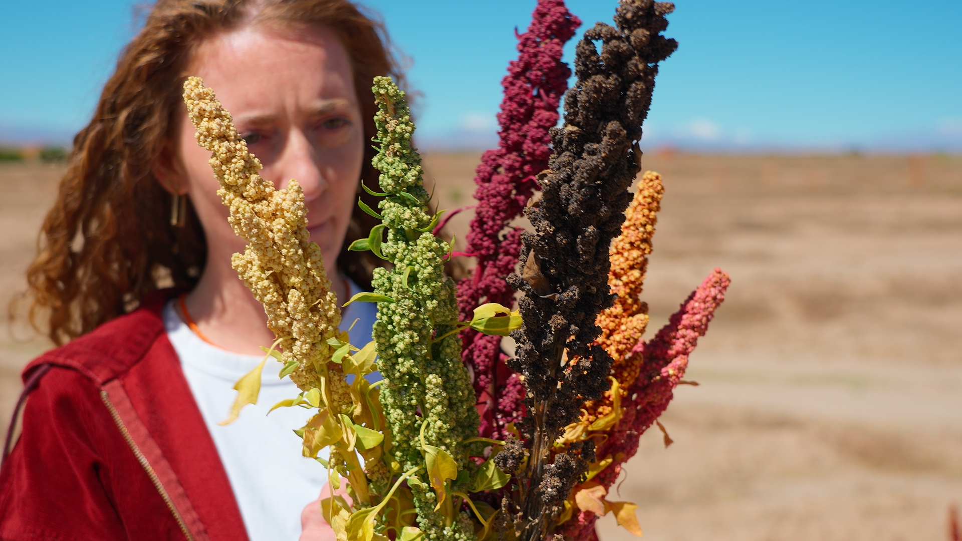 Genuss mit Beigeschmack - Quinoa